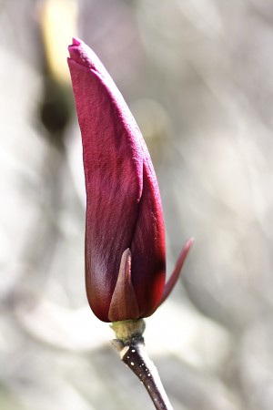 Pink Magnolia Bud